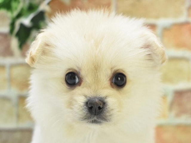 東京都のハーフ犬 (ペッツワン昭島店/2024年1月27日生まれ/女の子/ホワイト)の子犬